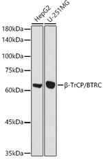 BTRC Antibody in Western Blot (WB)