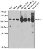 CCBL1 Antibody in Western Blot (WB)