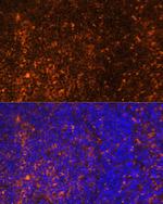 CCL19 Antibody in Immunohistochemistry (Paraffin) (IHC (P))