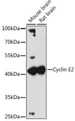 Cyclin E2 Antibody in Western Blot (WB)