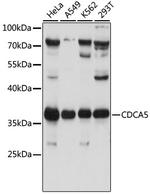 CDCA5 Antibody in Western Blot (WB)