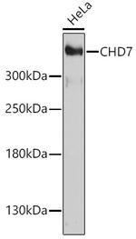 CHD7 Antibody in Western Blot (WB)