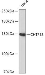 CHTF18 Antibody in Western Blot (WB)