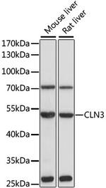 CLN3 Antibody in Western Blot (WB)