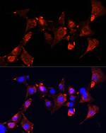 CLUH Antibody in Immunocytochemistry (ICC/IF)