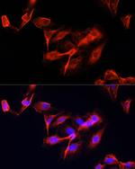 CLUH Antibody in Immunocytochemistry (ICC/IF)