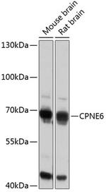 CPNE6 Antibody in Western Blot (WB)