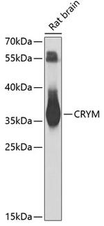 CRYM Antibody in Western Blot (WB)