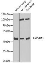 CYP20A1 Antibody in Western Blot (WB)