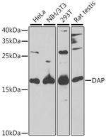 DAP Antibody in Western Blot (WB)