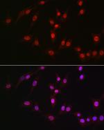 DDX39A Antibody in Immunocytochemistry (ICC/IF)