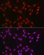 DDX39A Antibody in Immunocytochemistry (ICC/IF)