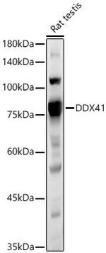 DDX41 Antibody in Western Blot (WB)