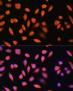 PNPO Antibody in Immunocytochemistry (ICC/IF)