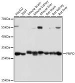 PNPO Antibody in Western Blot (WB)