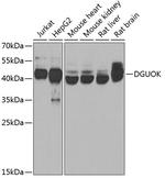 DGUOK Antibody in Western Blot (WB)