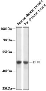 DHH Antibody in Western Blot (WB)