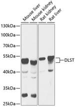 DLST Antibody in Western Blot (WB)