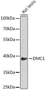 DMC1 Antibody in Western Blot (WB)