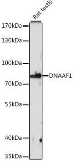 LRRC50 Antibody in Western Blot (WB)