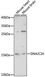 DNAJC24 Antibody in Western Blot (WB)