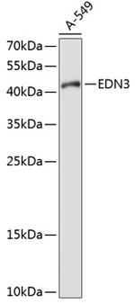 EDN3 Antibody in Western Blot (WB)