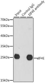 eIF4E Antibody in Immunoprecipitation (IP)