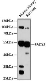 FADS3 Antibody in Western Blot (WB)