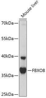 FBXO8 Antibody in Western Blot (WB)