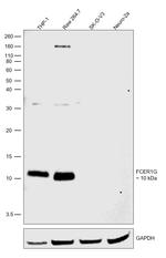 FCER1G Antibody in Western Blot (WB)