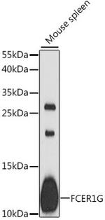 FCER1G Antibody in Western Blot (WB)