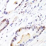 FGF12 Antibody in Immunohistochemistry (Paraffin) (IHC (P))