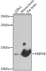 FKBP1B Antibody in Western Blot (WB)