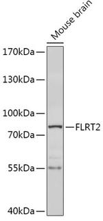 FLRT2 Antibody in Western Blot (WB)