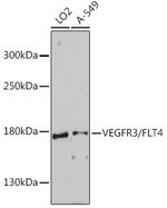 FLT4 Antibody in Western Blot (WB)