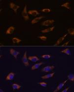 FSTL4 Antibody in Immunocytochemistry (ICC/IF)