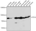 FSTL4 Antibody in Western Blot (WB)