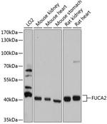 FUCA2 Antibody in Western Blot (WB)