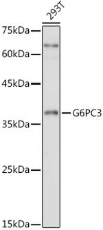 G6PC3 Antibody in Western Blot (WB)