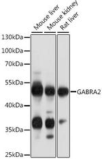 GABRA2 Antibody in Western Blot (WB)