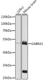 GABRA2 Antibody in Western Blot (WB)