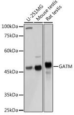 GATM Antibody in Western Blot (WB)