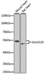 PRAMEF20 Antibody in Western Blot (WB)