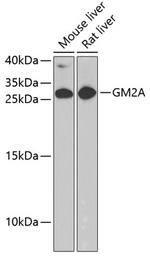 GM2A Antibody in Western Blot (WB)