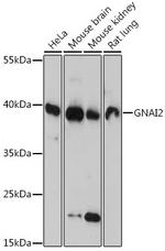 GNAI2 Antibody in Western Blot (WB)