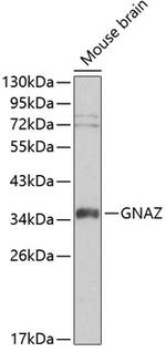 GNAZ Antibody in Western Blot (WB)