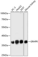 GRHPR Antibody in Western Blot (WB)