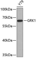 GRK1 Antibody in Western Blot (WB)