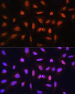 GTF2H1 Antibody in Immunocytochemistry (ICC/IF)