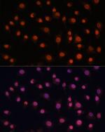 H2AFV Antibody in Immunocytochemistry (ICC/IF)